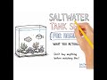 Saltwater Aquarium Setup Guide for Beginners (Step-by-Step)