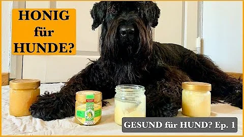 Ist Honig gut für Hunde?