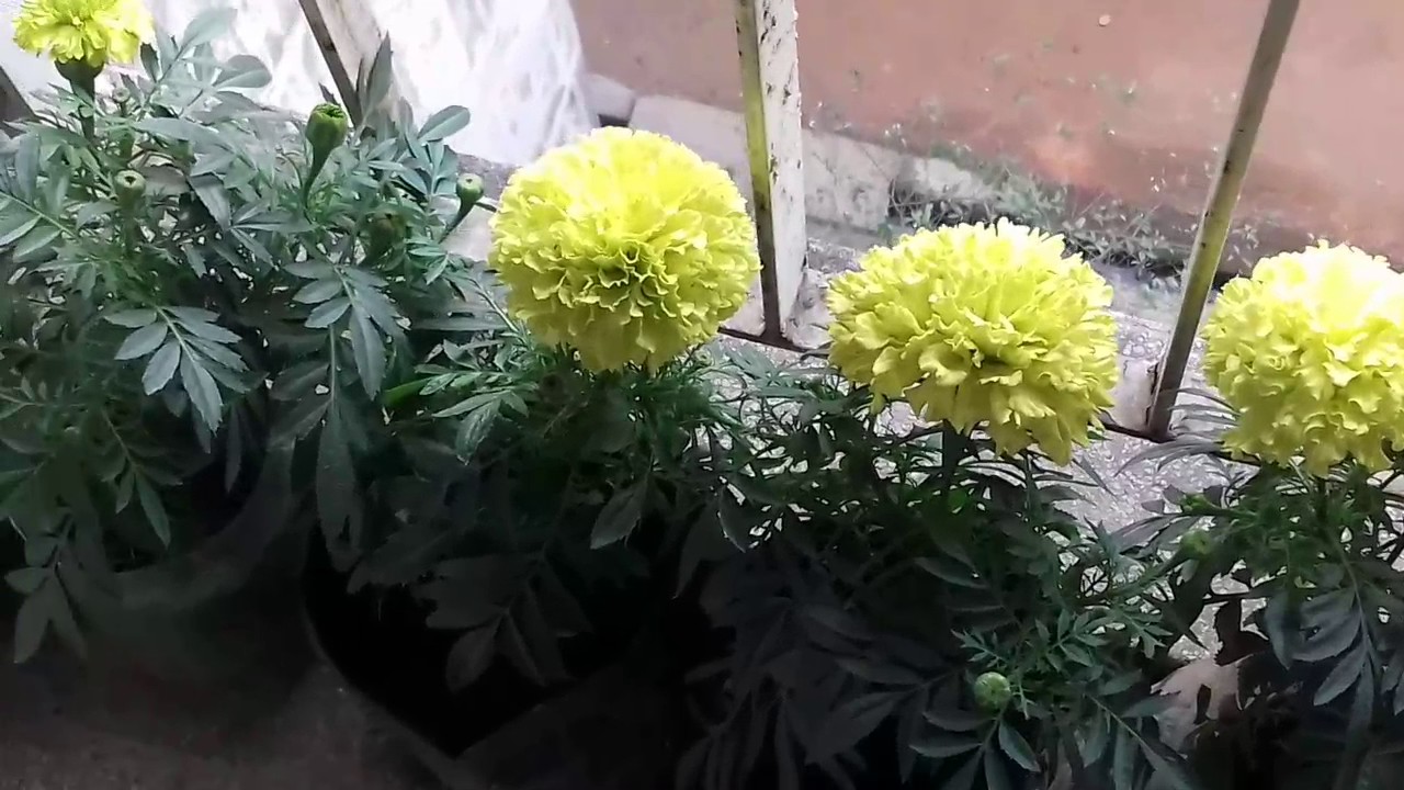 How to grow plant in ABSENCE OF SUNLIGHT (Hindi) YouTube