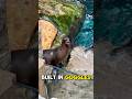Sealions have Built-in GOGGLES?! (Animal Facts)😎 #short #animals