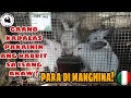 GAANO KADALAS PAKAININ ANG RABBIT SA ISANG ARAW | How much should a rabbit eat daily? | rabbit