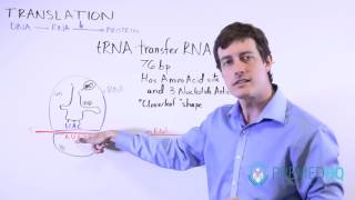 DNA Translation | mRNA to Protein, and tRNA&#39;s Role