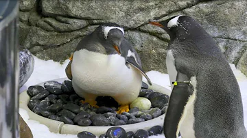 ¿Cómo se enamoran los pingüinos?