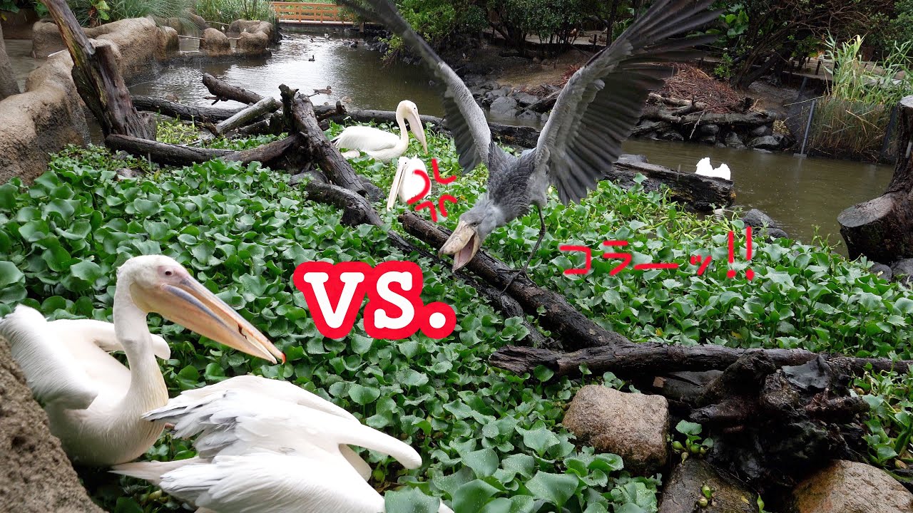 【恐竜感】ハシビロコウのボンゴ vs.ペリカンチーム☆ボンゴ&マリンバ2  part3　SHOEBILL 