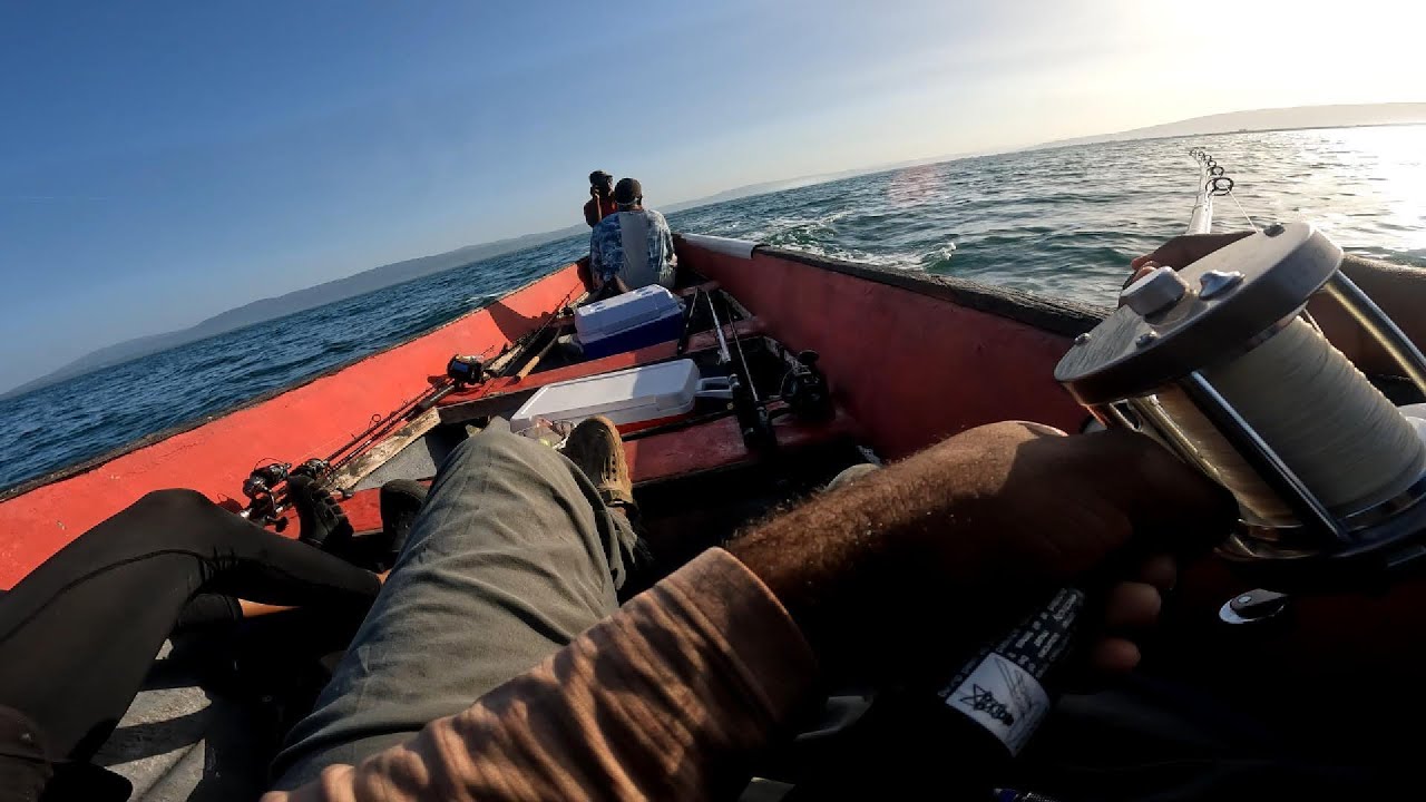 First time catching sennet and hound fish while trolling in JAMAICA