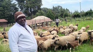 sheep farming..1/4 acre is enough for sheep production.