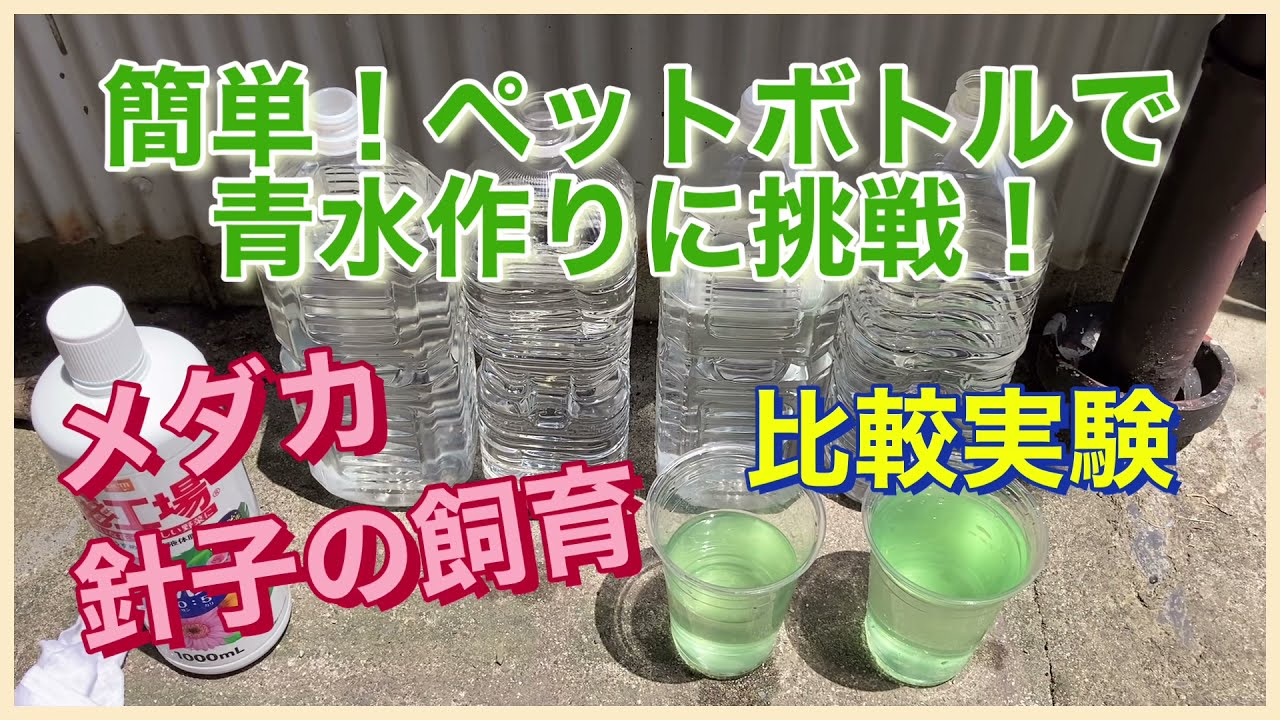 簡単 ペットボトルで青水作りに挑戦 メダカ 針子の飼育用グリーンウォーター作りで比較実験してみました Youtube 簡単 ペットボトルで青水作りに挑戦 メダカ 針子の飼育用グリーンウォーター作りで比較実験してみました Youtube