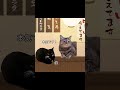 真の愛は、ふたりが一緒にいられるときだけでなく、ふたりが離れていてもなお続くものです #猫ミーム #py1on