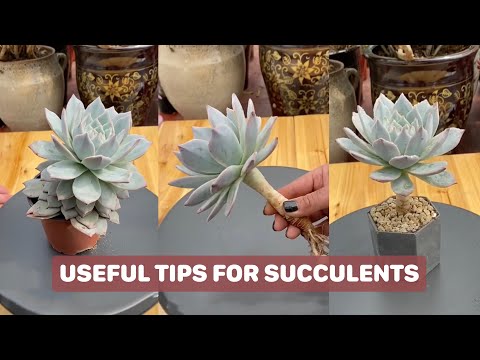 Video 8 Useful Tips For Your Succulents | 8 Mẹo chăm sóc sen... - youtube