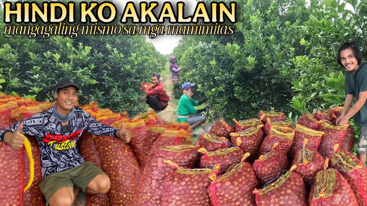 NAPA-WOW SA UNANG HARVEST NG KALAMANSI