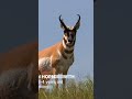 Pronghorn Knowledge Drop #pronghorn #hunting #intrestingfacts #antelope