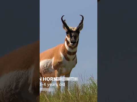 Video: Kada antilope pronghorn rut?