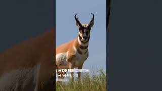 Pronghorn Knowledge Drop #pronghorn #hunting #intrestingfacts #antelope