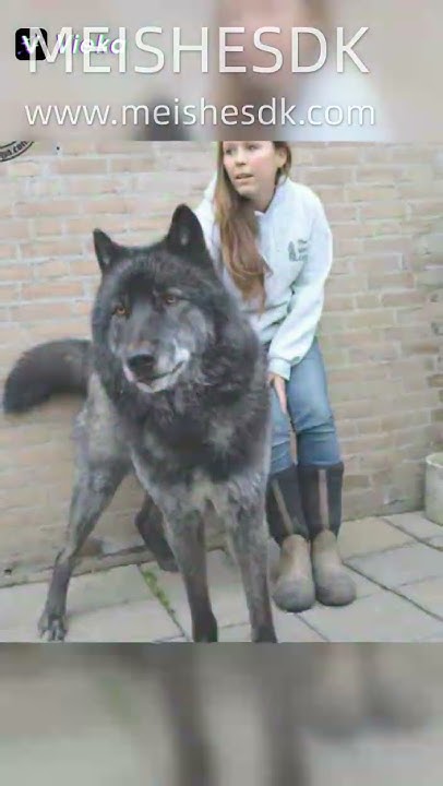 itlar🐶🐺🐕‍🦺🦮🐕🐕‍🦺🐕‍🦺🦮🦮🐕🐕🐶🐶🦁🦁 ️ ️ ️ ️ ️ - YouTube