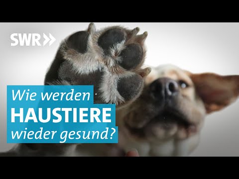 Video: Nebenwirkungen von Proin bei Hunden