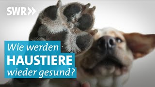 Die Tierphysiotherapeutin hilft kranken Hunden, Katzen und Pferden