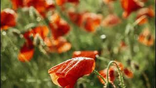 Melly Goeslaw - Denting | Acoustic cover by Charly Van Houten full lirik