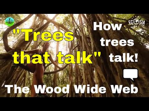 The WOOD WIDE WEB - how trees talk to each other! (Suzanne Simard) forest trees documentary