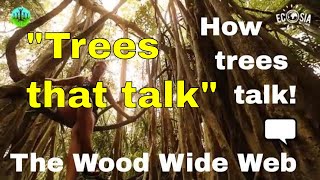 The WOOD WIDE WEB - how trees talk to each other! (Suzanne Simard) forest trees documentary