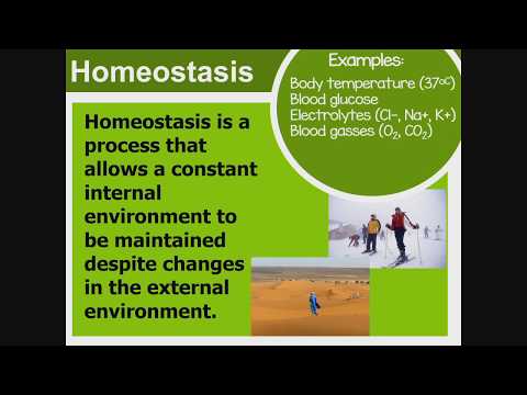 Video: Hvordan opprettholder det endokrine systemet homeostase?