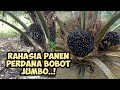 Kastrasi tingkatkan bobot buah kelapa sawit