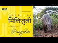 मिलिजुलीः सालक संरक्षण | Milijuli, an educational series, Ep#2: Pangolin, The Guardians of Forest