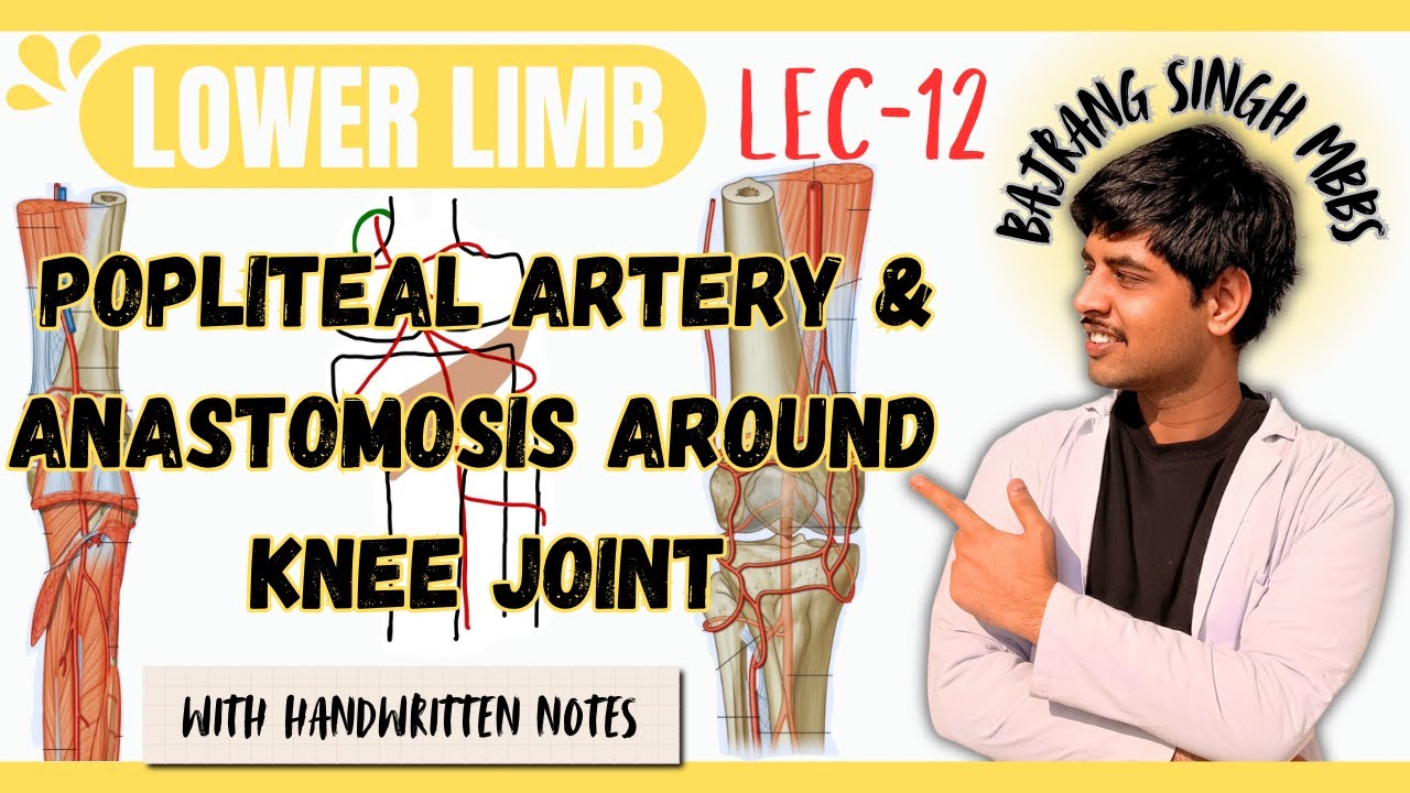 Popliteal artery and anastomosis around knee joint anatomy ll course and Branches clinical anatomy