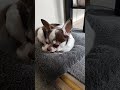 tico #chihuahua