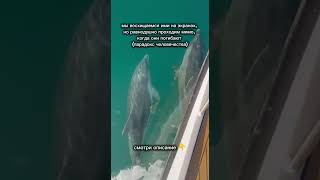 Дельфины Черного моря #анапаморе #море #спасемпланету #dolphin #черноеморе