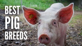 The 15 Best Pig Breeds for Your Farm