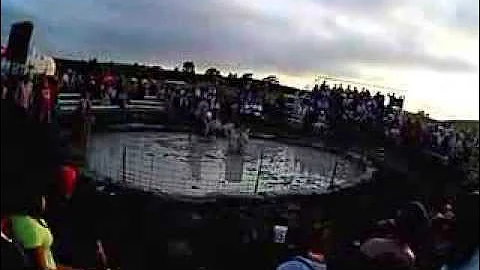 pig wrestle 2013 hooker county