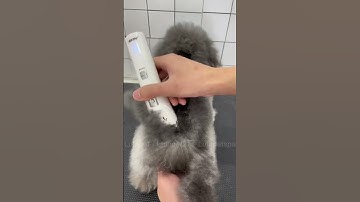 Chăm sóc, cắt tỉa, cạo lông cho thú cưng tại nhà đẹp như Spa là đơn giản. Tông đơ cắt tỉa lông pet