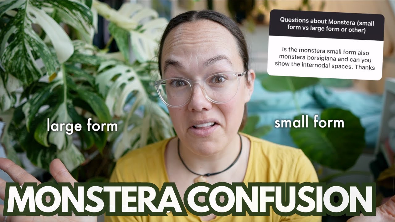 Monstera borsigiana/deliciosa? Clearing up confusion | Plant with Roos
