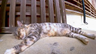 賽銭箱の横で寝ていた猫をナデナデするとゴロゴロと喜んでカワイイ