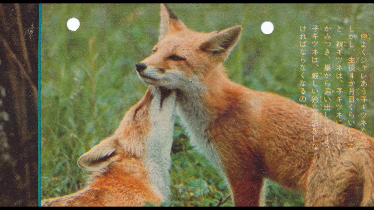 野性の記録 北のキツネたち 大昔の巻頭グラビア Youtube