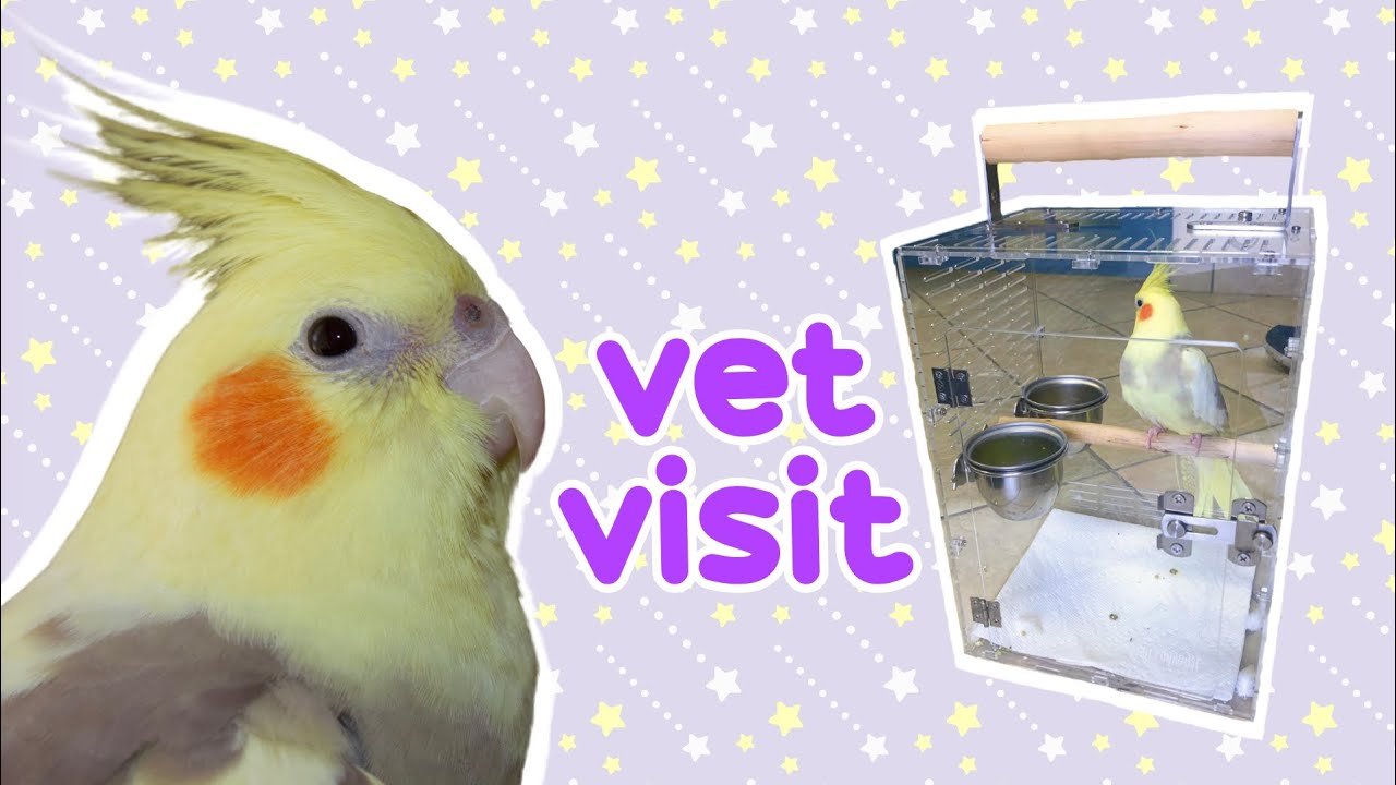 Blossom is Going to the Vet 💉 YouTube