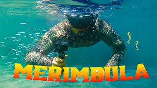 Merimbula Underwater Oasis. (Diving with rare marine life at Bar Beach).