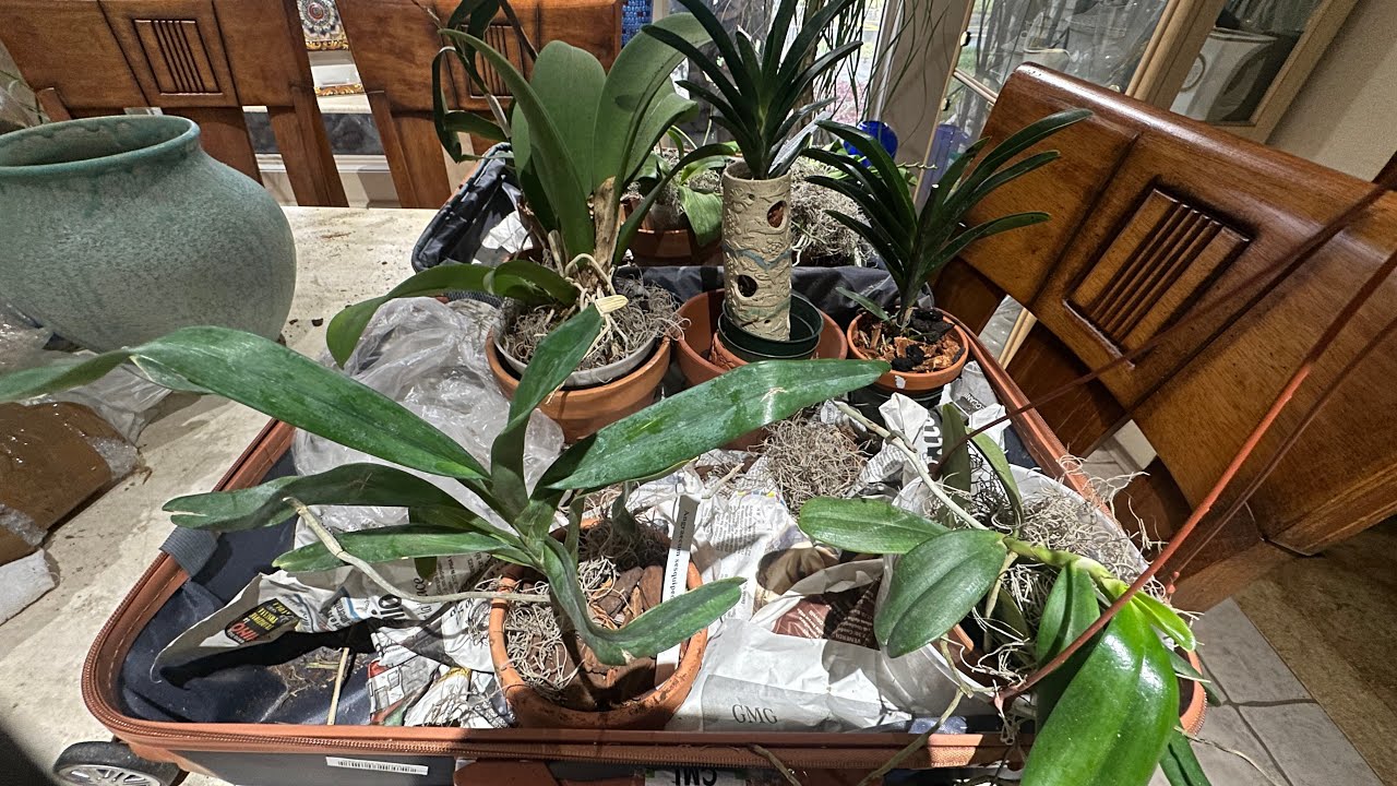 ORCHID DIARY Mounting and Potting the imported Italian orchids