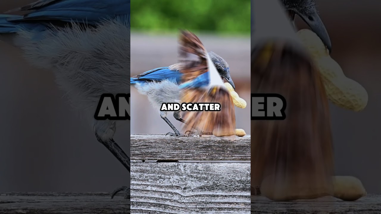 Гениальный трюк сойки-ястреба, чтобы украсть еду 