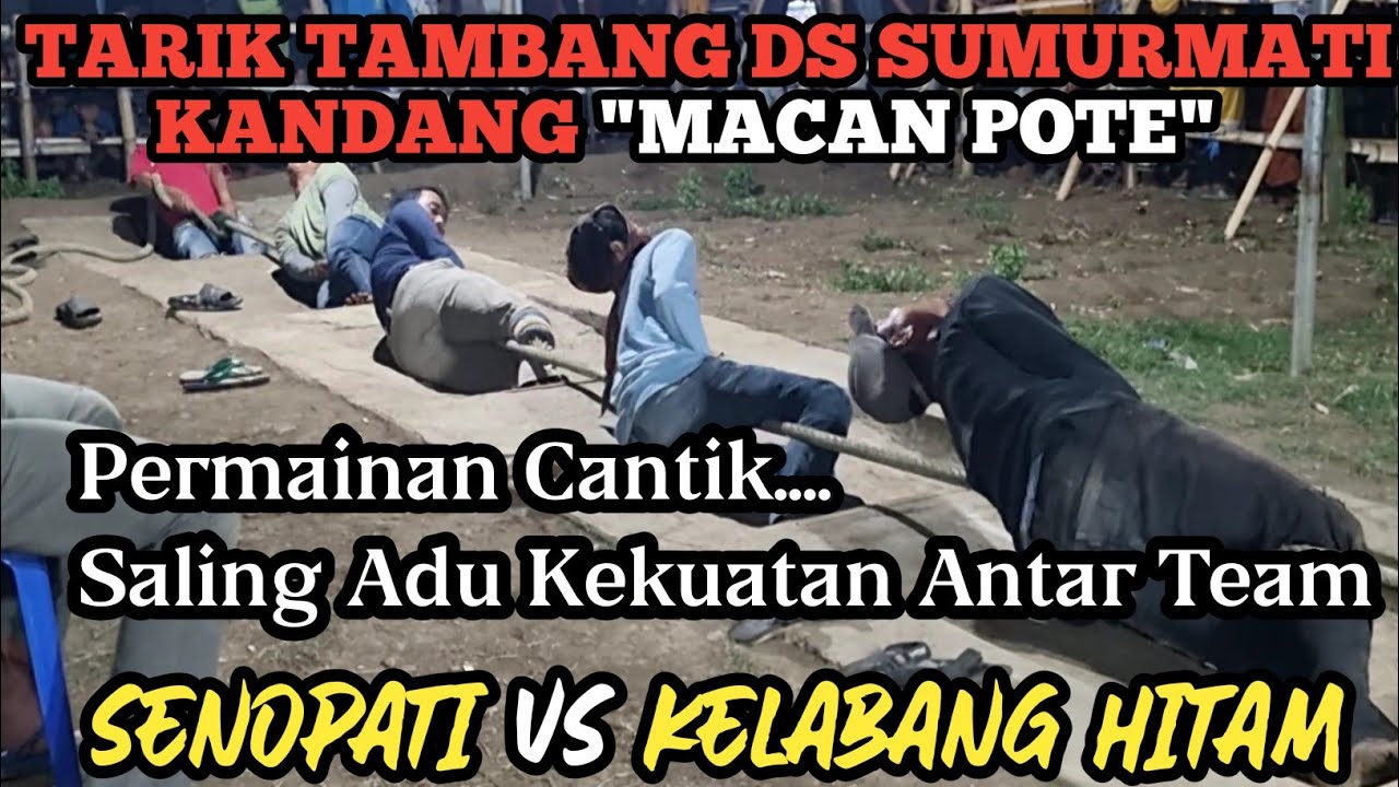 TARIK TAMBANG // SENOPATI ( Banjarsari ) Vs KELABANG HITAM ( Mentor ) Arena Sumurmati