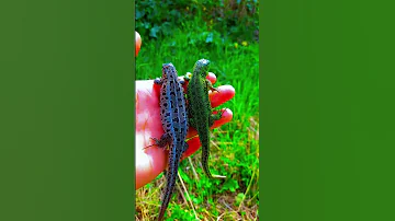 ПРЫТКИЕ ЯЩЕРИЦЫ! #shorts, #ящерица, #ящерицы #lizard, #рептилии