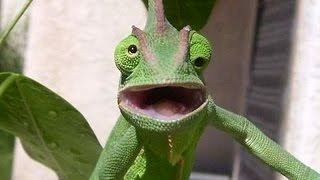 Funny animals make you happy and laugh- Funny animal compilation
