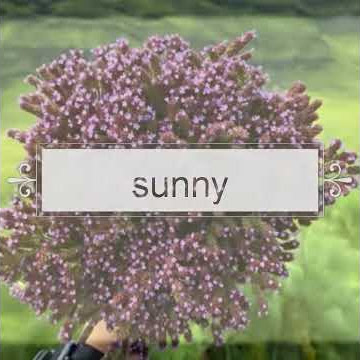 Sunny BCL - story wa #storywa