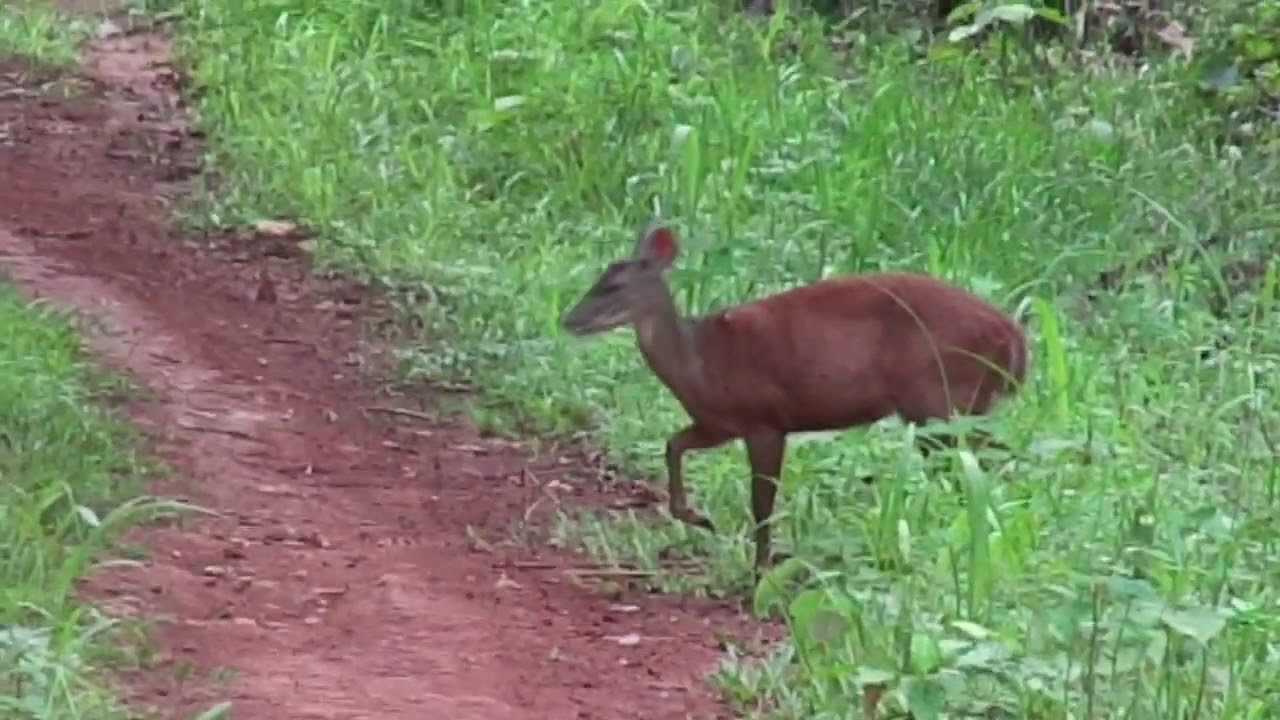 veado-roxo ou fuboca Pastando - YouTube