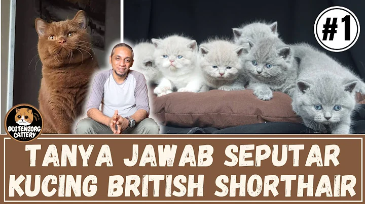 Video 2612991: kucing british shorthair, britishshorthair kucing, cattery britishshorthair