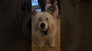 Chinese Crested fun with Annie Mary Wendy