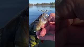 this Lure catches Everything