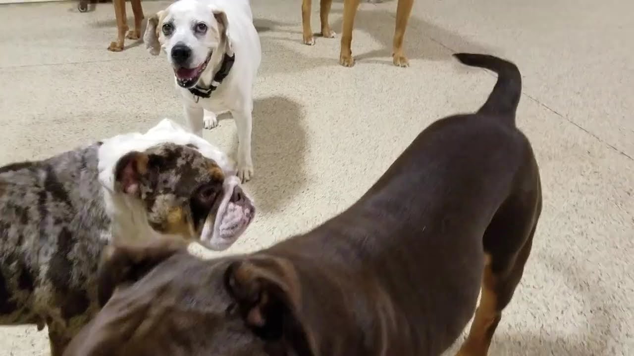 Playtime at Dogs On The Farm & Cats Too!