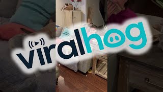 Only Dog Moms Eat Like This || ViralHog