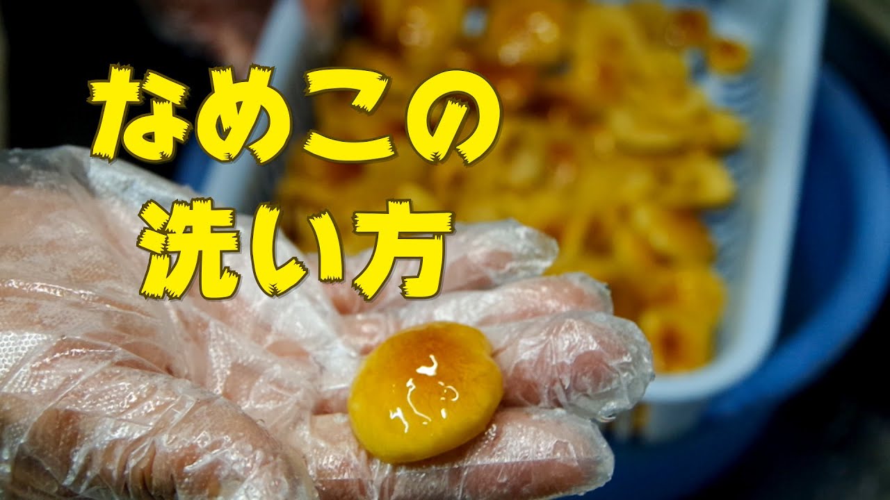 【なめこの洗い方】収穫して切った後の下処理